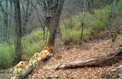【西安生态日】首个“西安生态日”启动 秦岭生态情形；；；；ひ刈